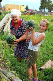 Арбузы удались!