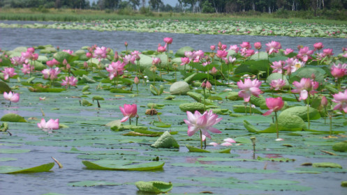 Хинганский заповедник. Лотосы.