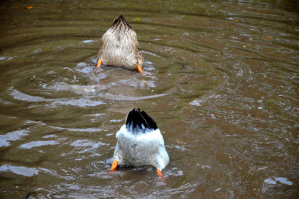 Выступление синхронисток