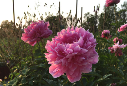 Пионы от свекрови