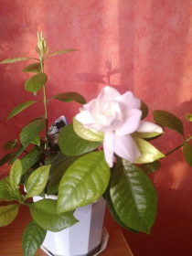 Мои цветулечки