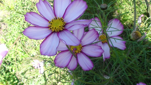 Сударыня-барыня