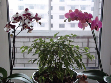 Королевы подоконника