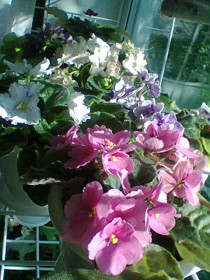 Мой подоконник