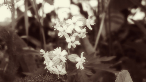 Сама нежность природы