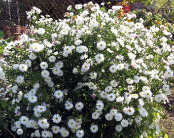 Осеннее настроение.