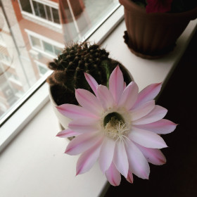 Вот так цветет кактус