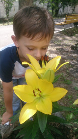 Очарование лилий