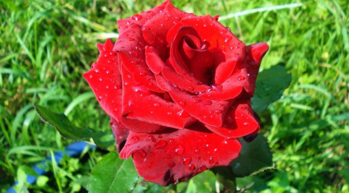 роза в утренней росе