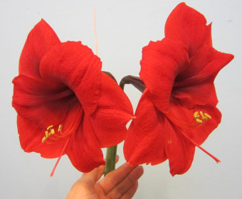 Гиппеаструм