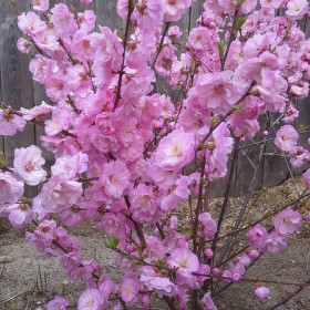 Сакура в нашем дворе