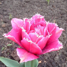 Тюльпан махровый