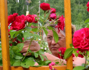 Розы, как женщины - любят внимание