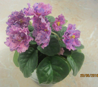 Пятнистое чудо