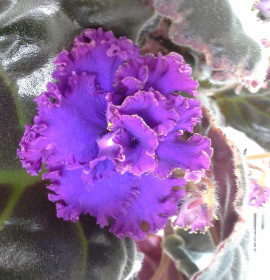 Махровая фиалка