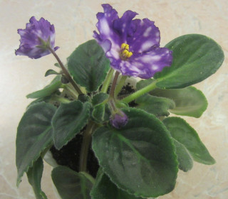 Фиалка "Облака в лепестках"