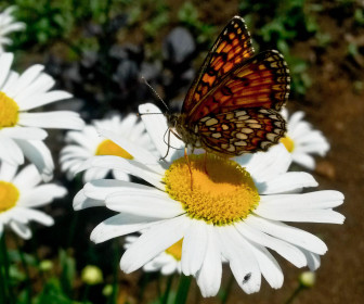 Облюбовала...