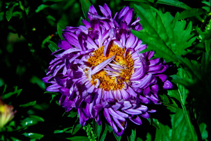 Дачный растрёпыш.