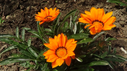 Цветущее солнышко