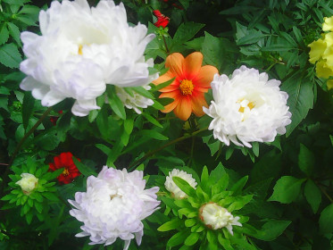 Цветы - моя жизнь