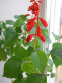 Маленький, да удаленький!!