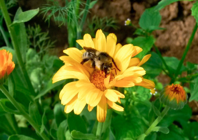 Нежданный гость.