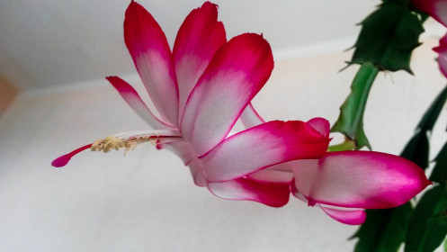 "Бабочка" декабриста.