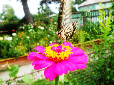 Розовая цинния и махаон