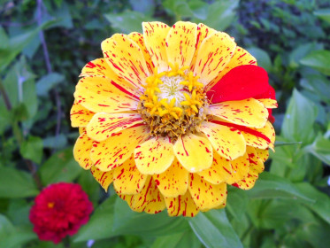 Цинния. Яркий акцент.