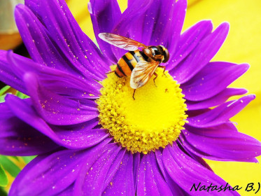 Пчелиные будни!