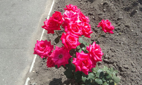 Розовое великолепие)