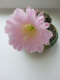 Кактус весной