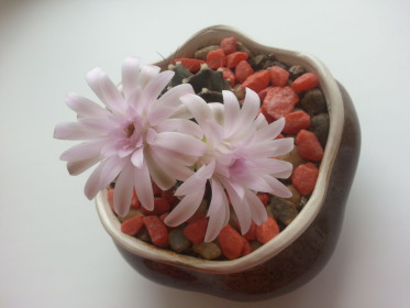 Гимнокалициум