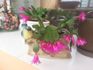 Пасхальный кактус