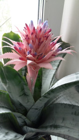 Конкурс цветов