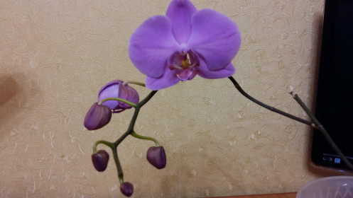 Конкурс цветов