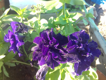 Претенджентка на конкурс