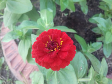 Прекрасная цинния