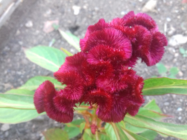 Чудо природы.