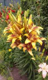 Любимые лилии