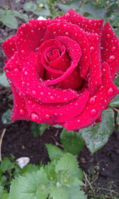 После дождя