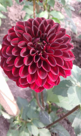 Первый георгин в этом году