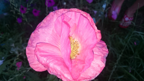 Красота розовых оттенков мака