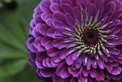 Цветочная геометрия