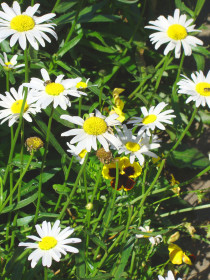 Солнечные ромашки