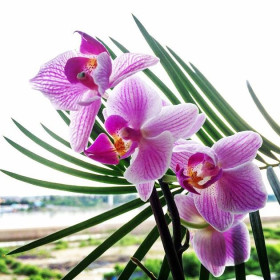 Мои нежные орхидеи