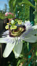 Пасифлора-инопланетный гость