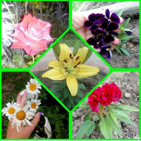 "Мамины цветы"