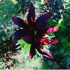 "Мамины цветы"