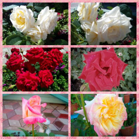 Прекрасные розы